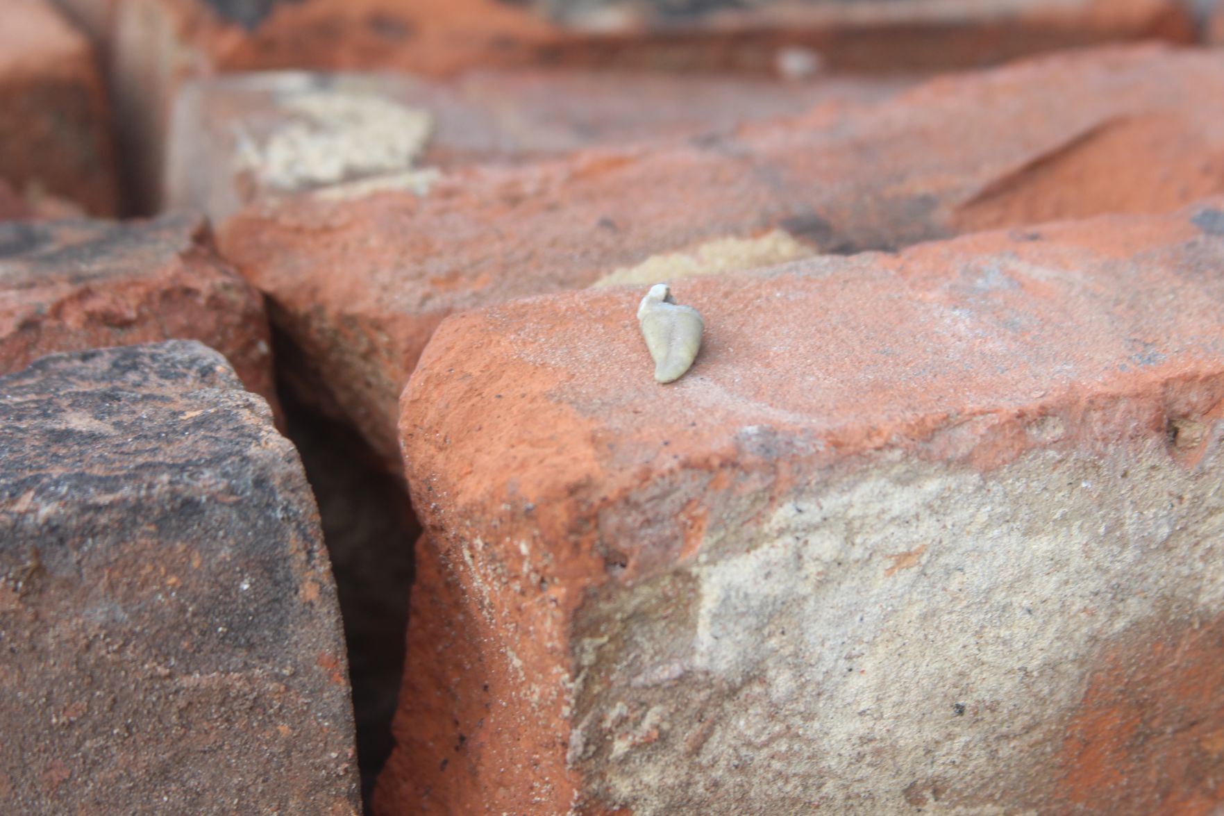 Tooth photo